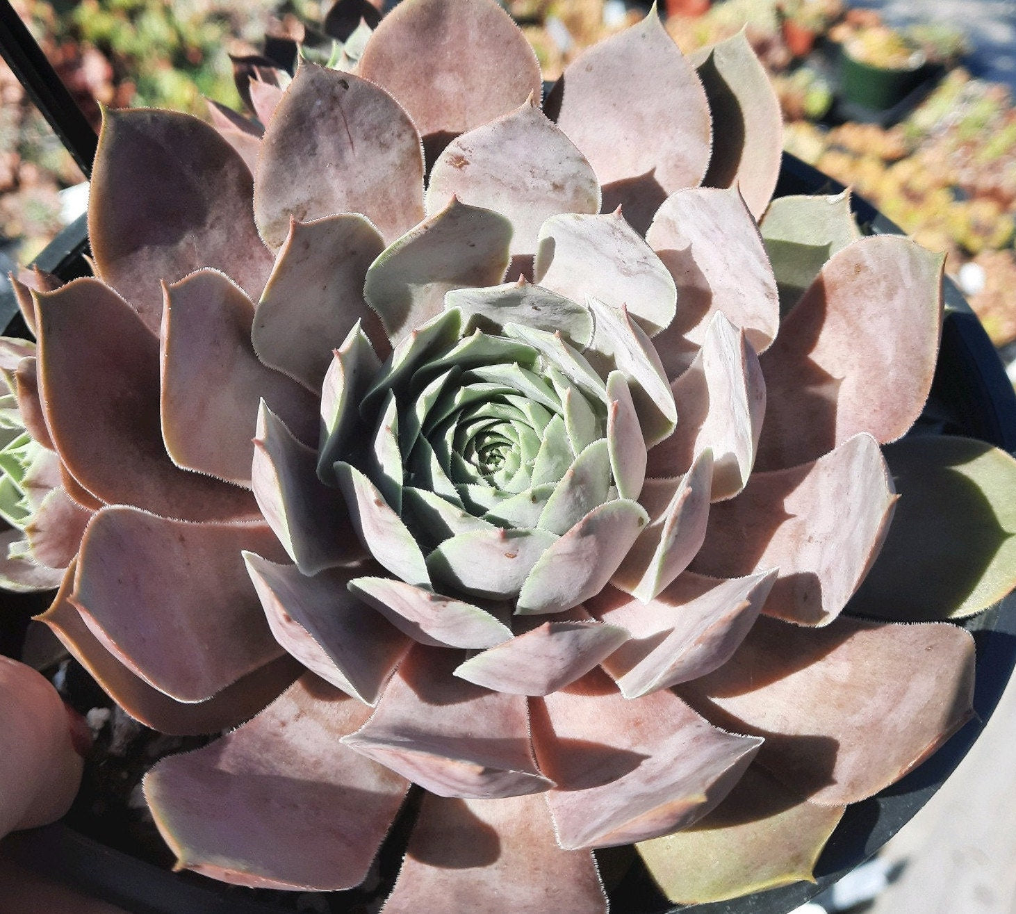 Steel Appeal Succulent - Hens & Chicks Sempervivum Plant from the Giants® Collection by Chick Charms® - 6" Pot