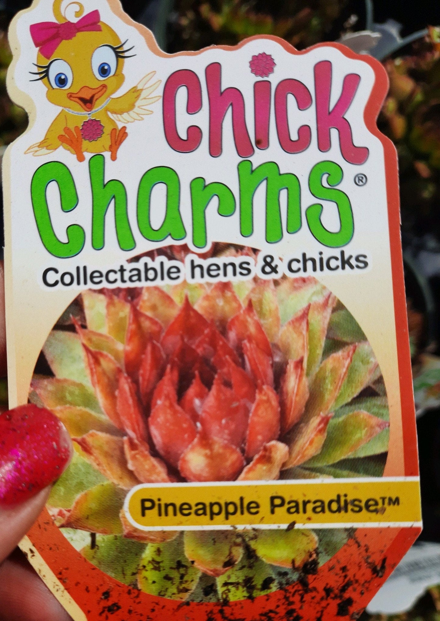 Chick Charms Pineapple Paradise  4 inch pot