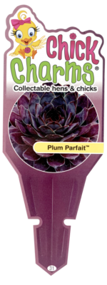 Chick Charms Plum Parfait Sempervivum Succulent 4 " plant