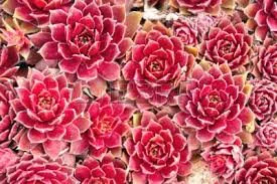 Rubicon hens & chicks Red Hardy Succulent, Drought Tolerant