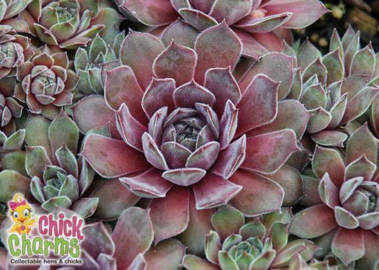 Silver Suede™ aka Neptune Sempervivum Succulent by Chick Charms® - 4" pot