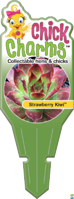 Chick Charms Strawberry Kiwi Sempervivum Succulent 4-inch Pot