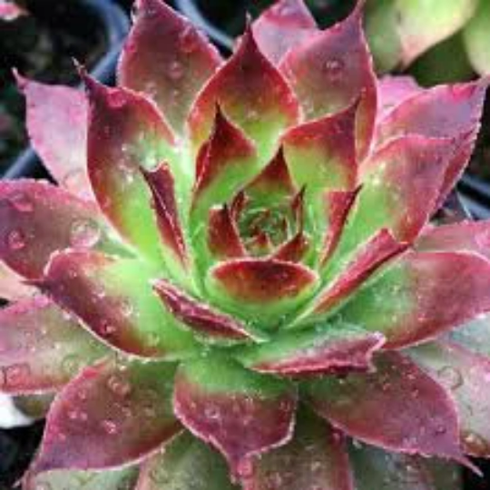Chick Charms® Strawberry Kiwi™ Sempervivum Succulent - 4" Pot